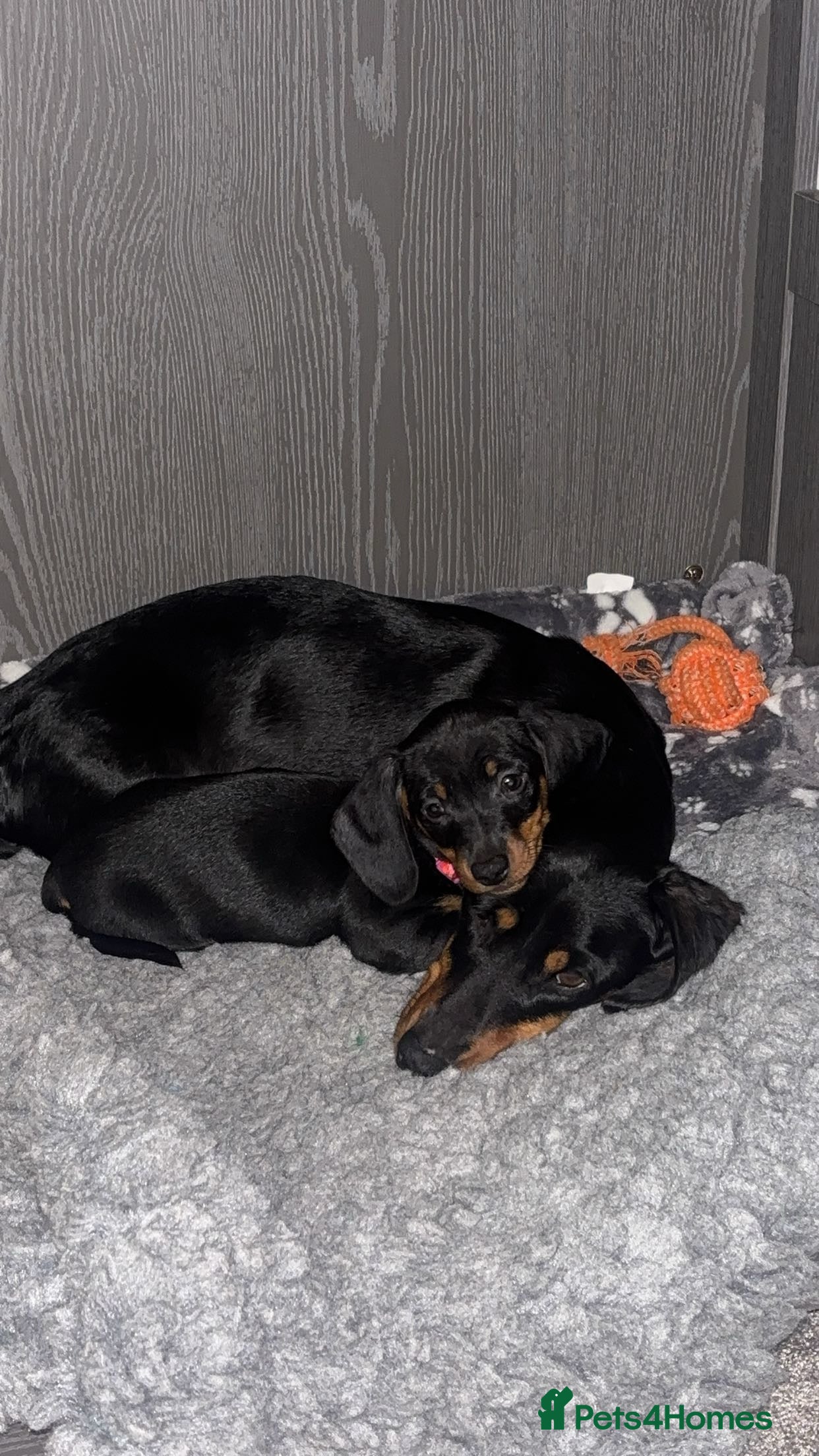 Miniature Dachshund dogs Black and Tan female miniature dachshund  - Advert 7