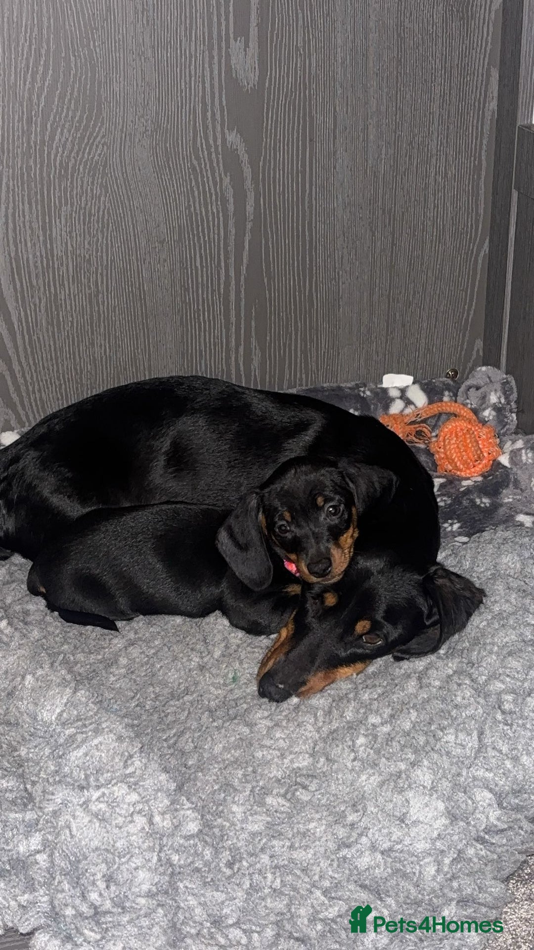 Miniature Dachshund dogs for sale: Black and Tan female miniature dachshund  - Advert 1
