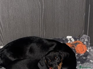 Miniature Dachshund dogs Black and Tan female miniature dachshund - Advert 7