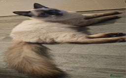 Ragdoll cats for sale: Two beautiful 5 month old Ragdoll kittens for sale - Advert 4