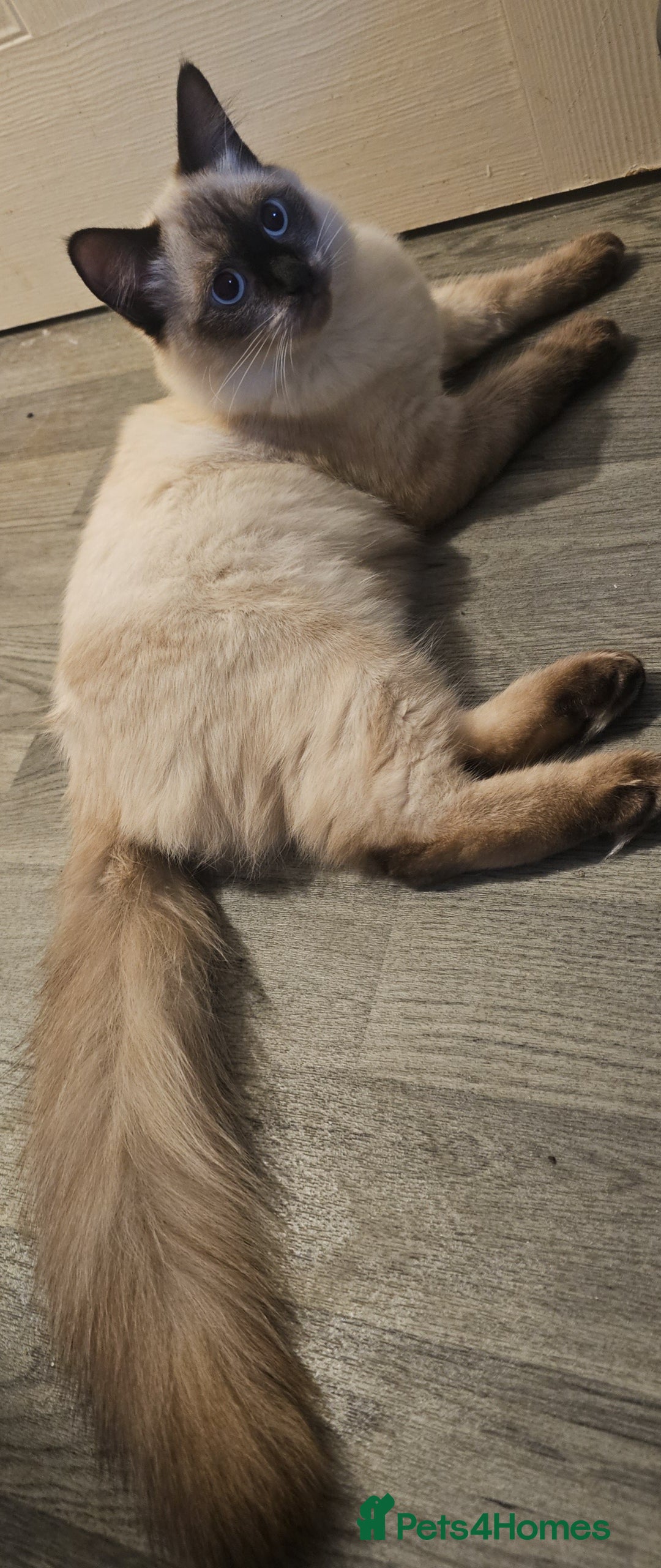 Ragdoll cats for sale: Two beautiful 5 month old Ragdoll kittens for sale - Advert 4