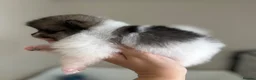 Pomeranian dogs for sale: Double coated true to type Pomeranians  - Advert 18