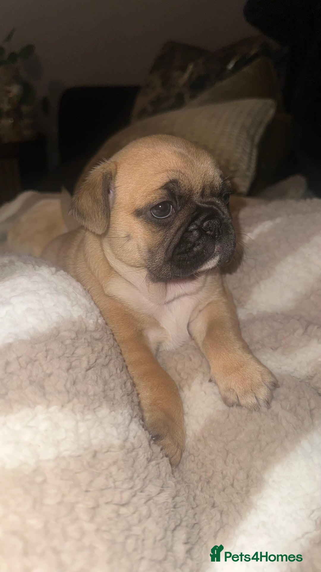 Frug dogs for sale: Female Frugs looking for forever home - Advert 5