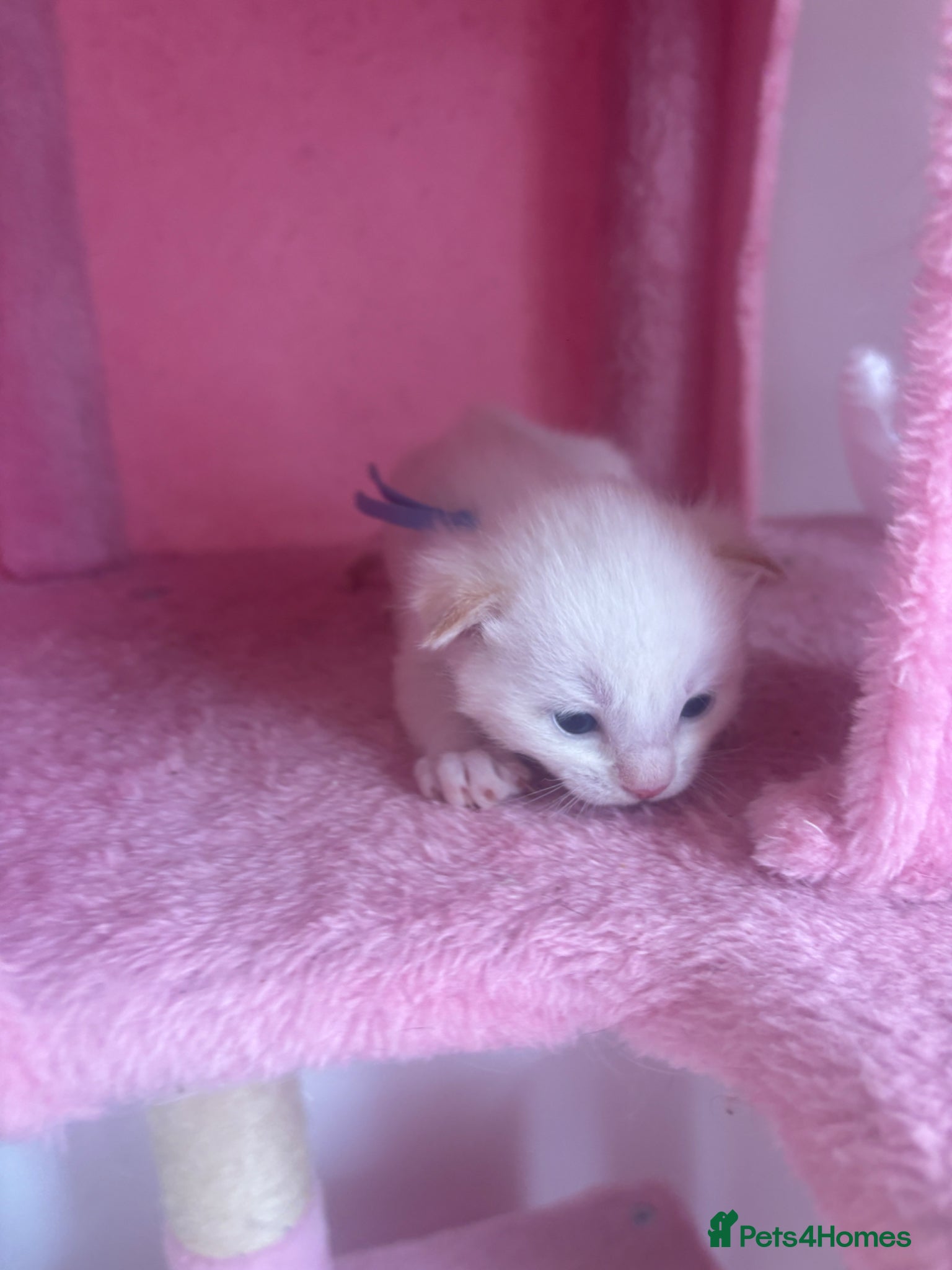 Ragdoll cats Ragdoll kittens  - Advert 2