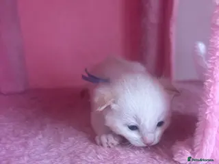 Ragdoll cats Ragdoll kittens - Advert 2