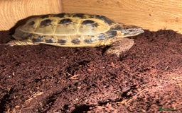 Tortoise reptiles for sale: Horsefield tortoise x2 - Image 2