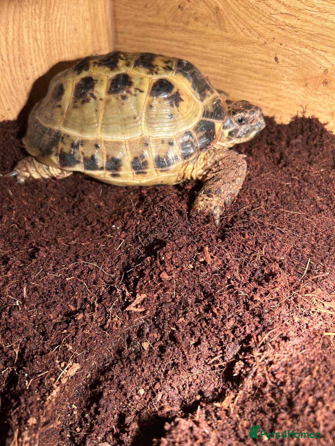 Tortoise reptiles for sale: Horsefield tortoise x2 - Image 2