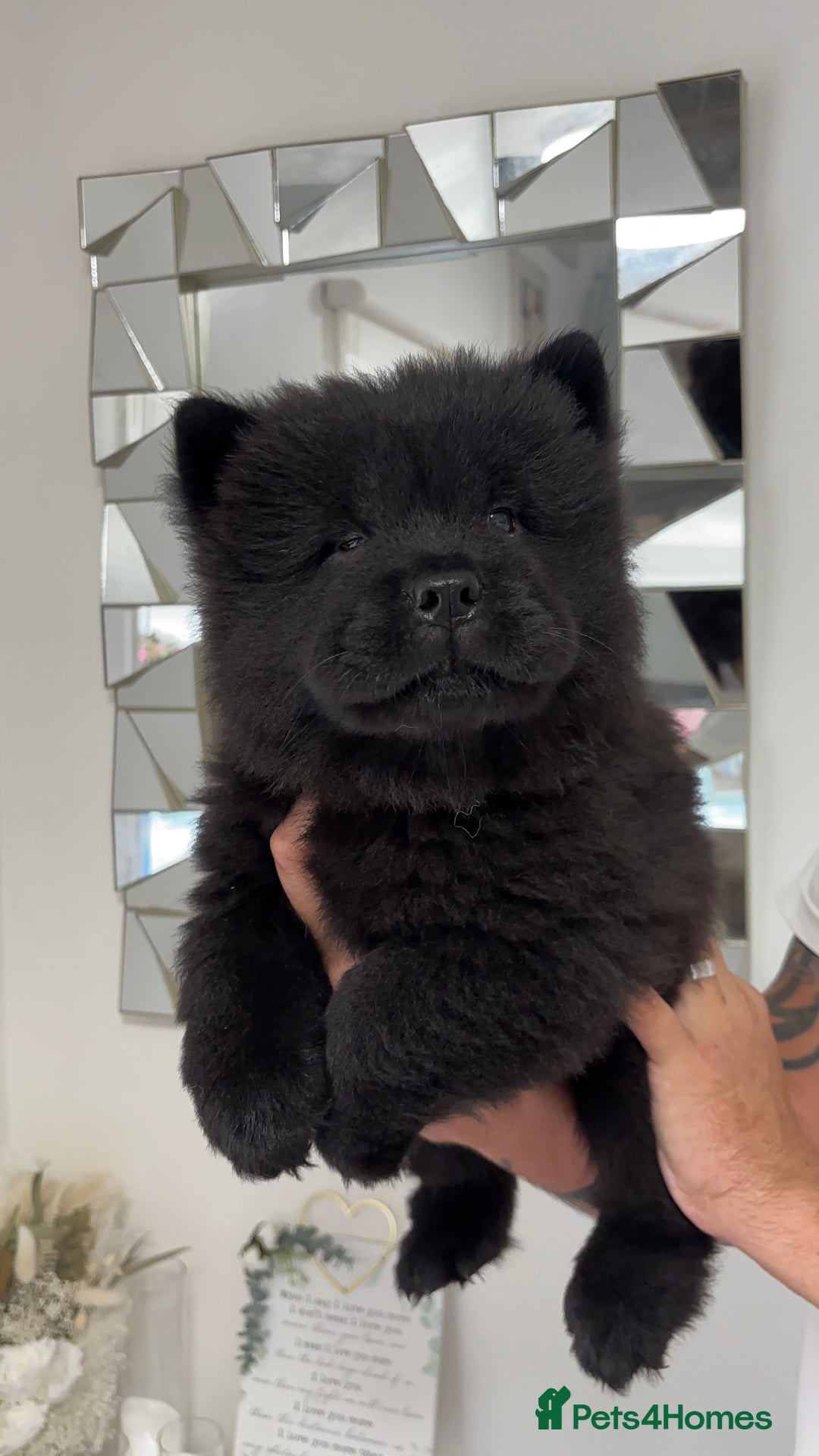Chow Chow dogs for sale: 🤍  1 STUNNING GIRL LEFT 🐾 READY TO LEAVE 🐾 - Image 22