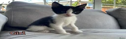 European cats for sale: Kittens  in Braintree - Advert 6
