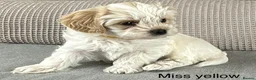 Maltipoo dogs for sale: A BEAUTIFUL ARRAY OF COLOURS AND LOVELINESS  - Advert 6
