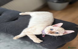 Bengal cats for sale: Snow Lynx Bengal Kittens - Image 1