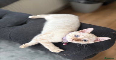 Bengal cats - Advert 13