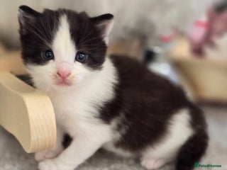 Mixed Breed cats Two kittens ready 28th december - Advert 2