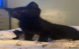 Mixed Breed cats for sale: Beautiful Fluffy Kittens - Advert 5