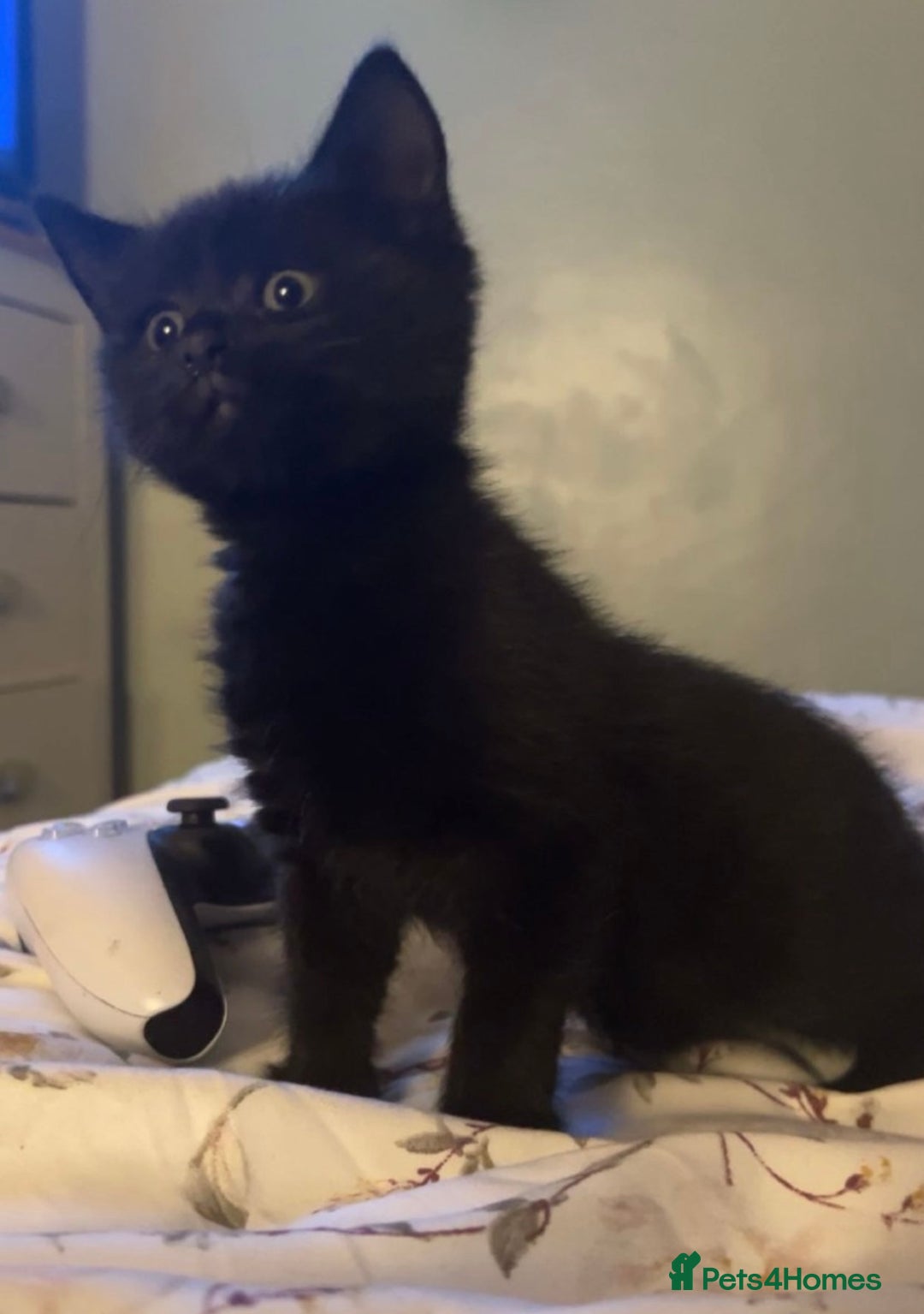 Mixed Breed cats for sale: Beautiful Fluffy Kittens - Advert 5