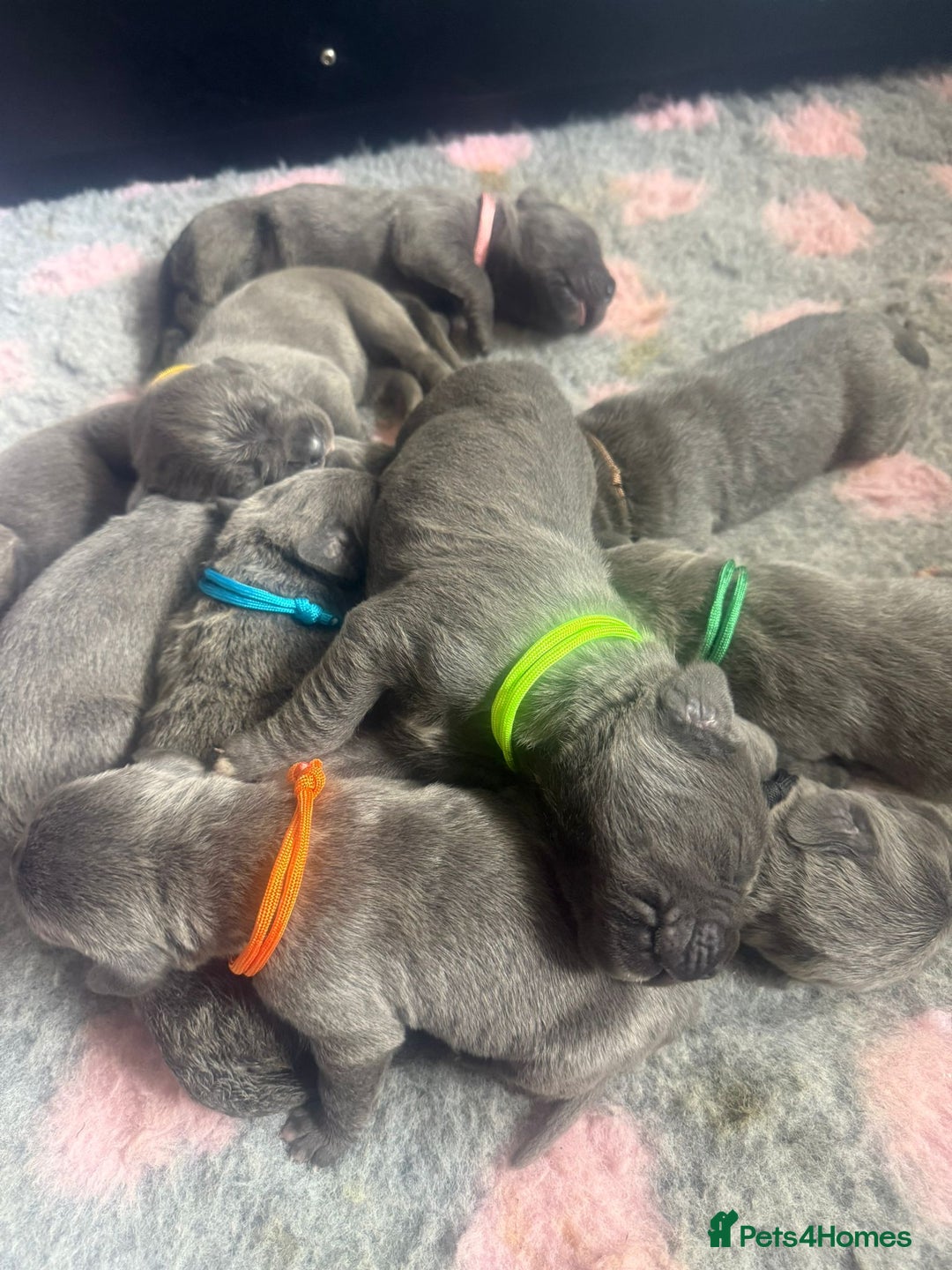 Mixed Breed dogs for sale: Italian Mastiff puppies available  - Image 15
