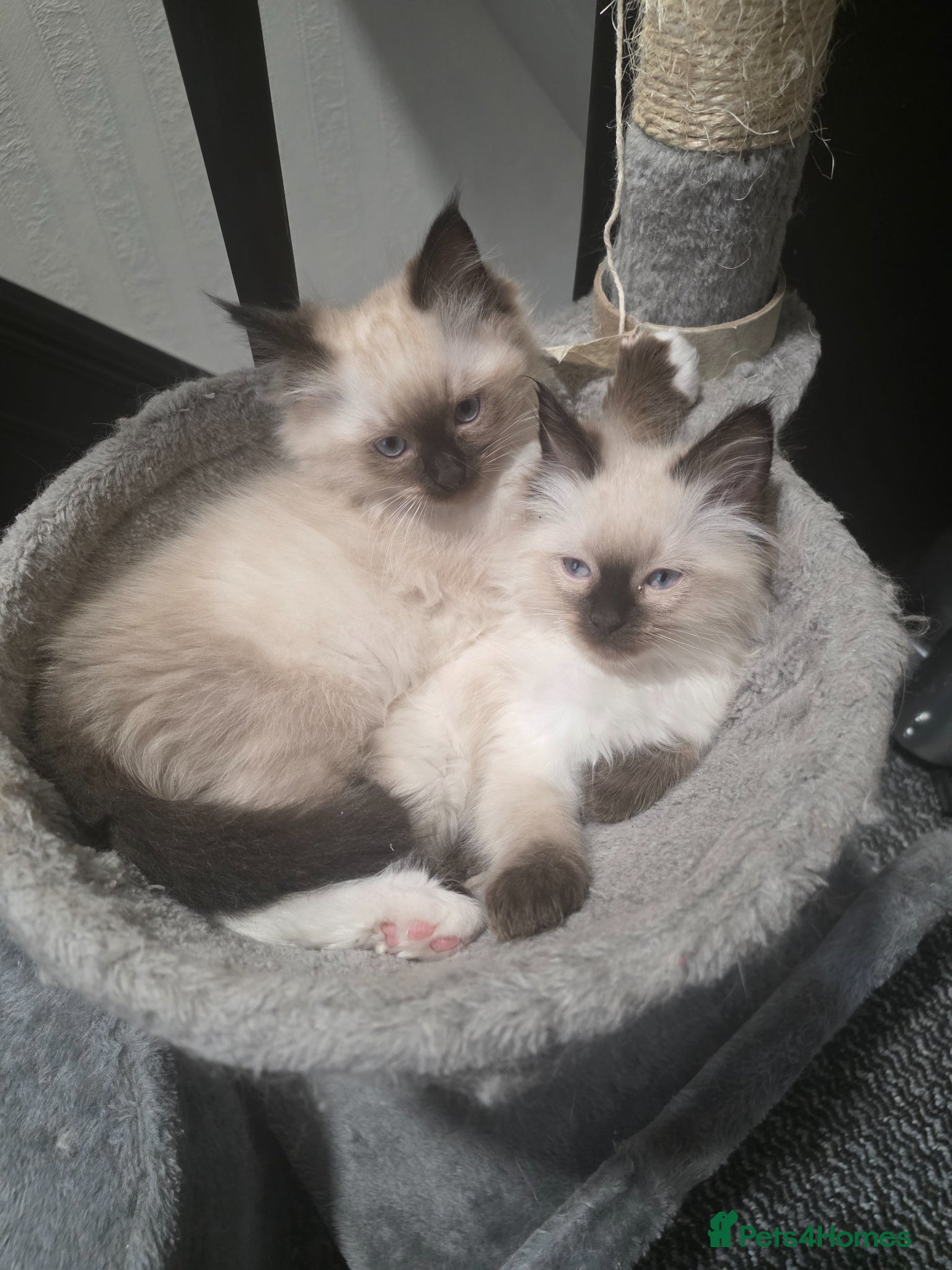 Ragdoll cats Rag Doll Kittens ready for homing - Advert 1