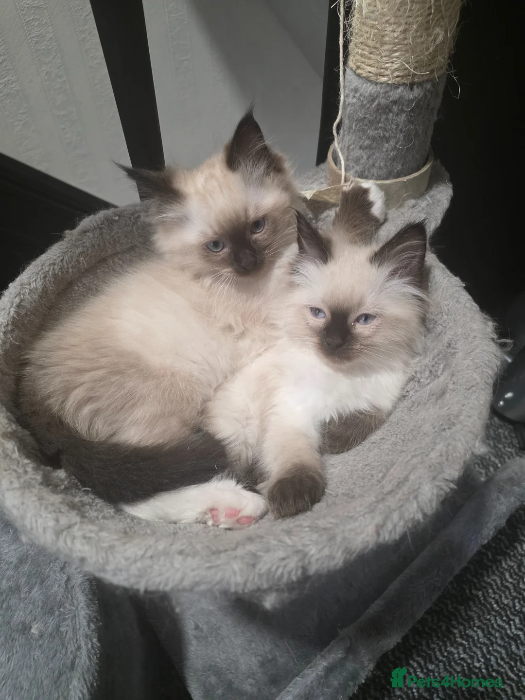 Ragdoll cats for sale: Rag Doll Kittens ready for homing in Coventry - Advert 1