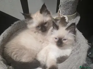 Ragdoll cats Rag Doll Kittens ready for homing - Advert 1