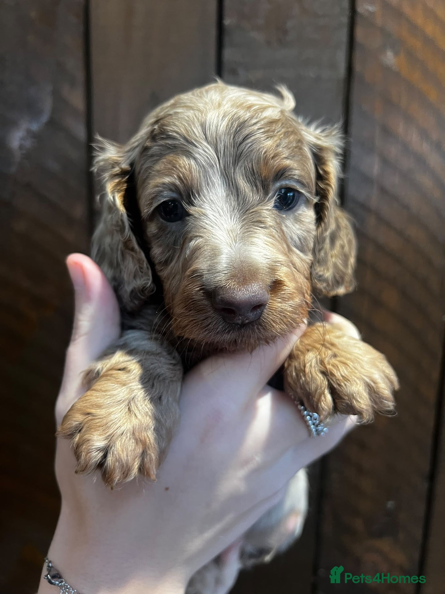 Miniature Dachshund dogs for sale: Beautiful Longhaired Miniature Dachshunds - Advert 2