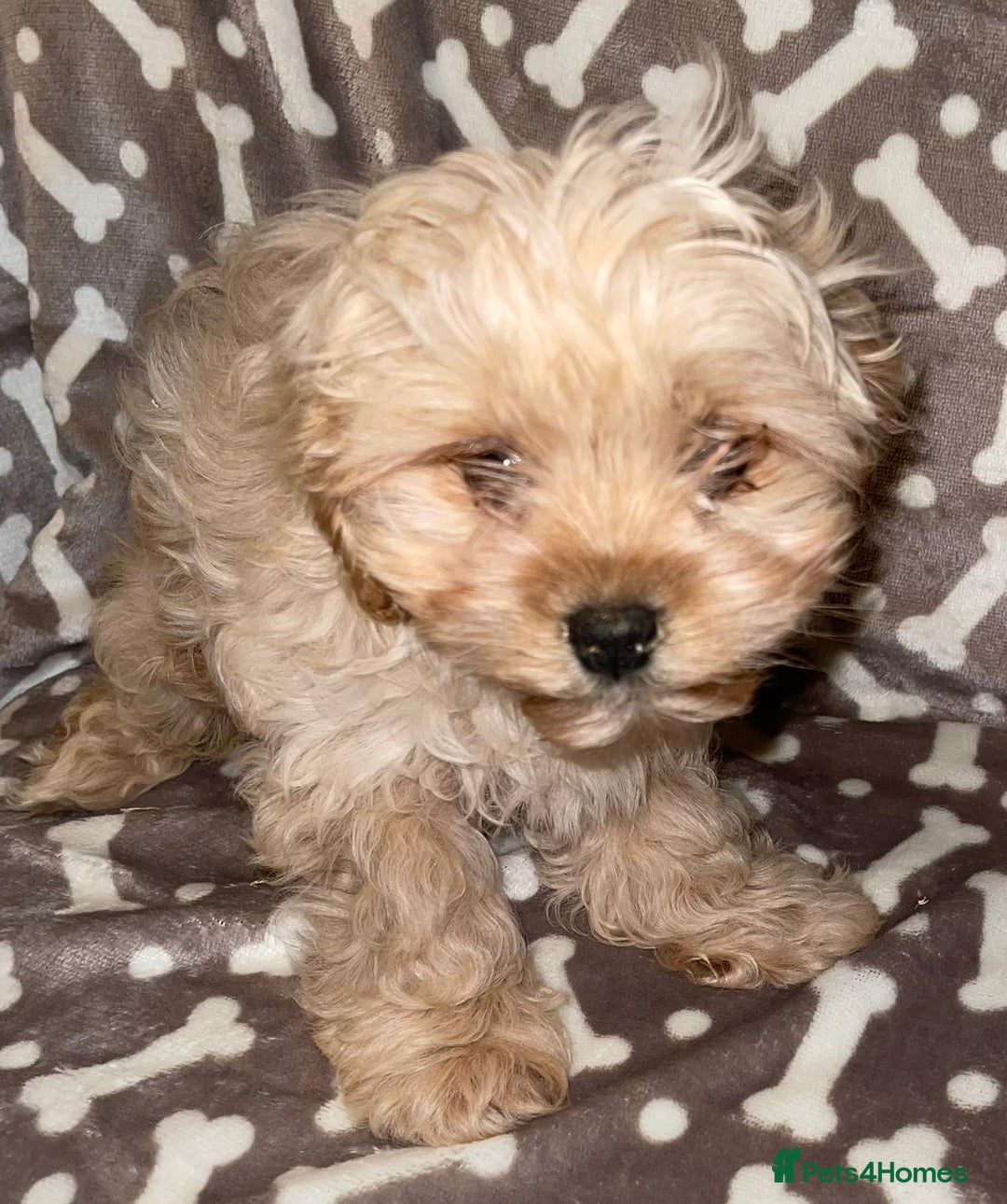 Cavapoo dogs for sale: Cavapoo puppies  - Advert 5