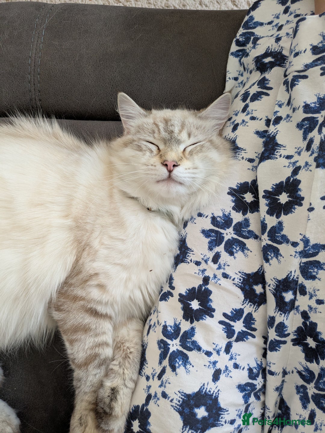 Siberian cats for sale: 1yr unneutred Neva masquerade Male Siberian - Advert 10