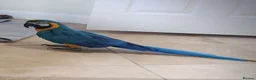 Macaws birds for sale: Amazing Blue and Gold Macaw parrots in Winsford - Advert 2