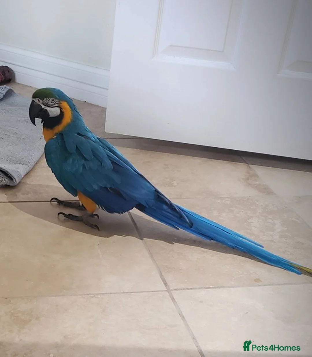 Macaws birds for sale: Amazing Blue and Gold Macaw parrots in Winsford - Advert 2