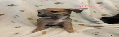 Bedlington whippet 