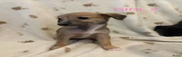 Mixed Breed dogs for sale: BEDLINGTON WHIPPET  - Advert 2