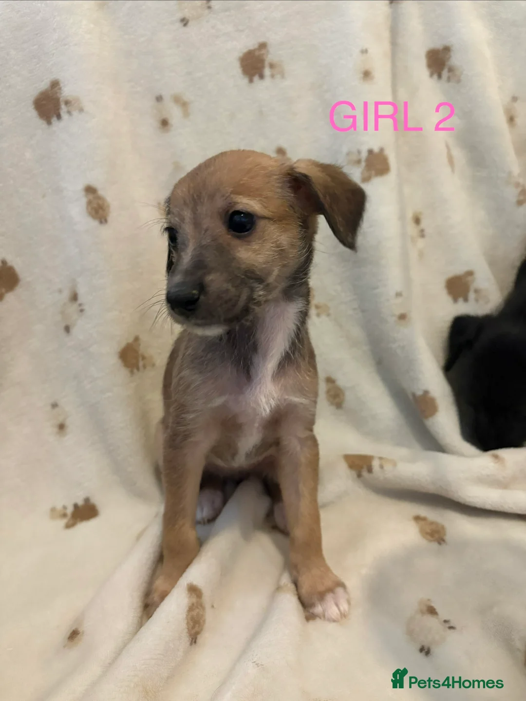 Mixed Breed dogs for sale: BEDLINGTON WHIPPET  - Advert 2