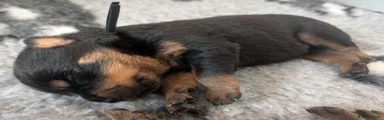 Rottweiler Puppy 2