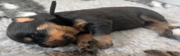 Rottweiler dogs for sale: Beautiful Rottweiler puppies!! in Thetford - Advert 10