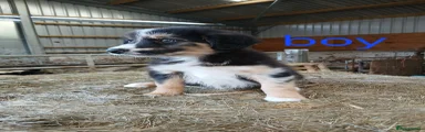 Border Collie 3