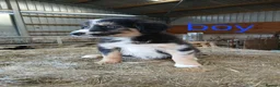 Border Collie dogs for sale: Beautiful border collie puppies  - Advert 4