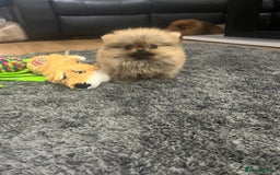 Pomeranian dogs for sale: 🔥Very Tiny(450gr)🧸Top Quality 💎 - Advert 7
