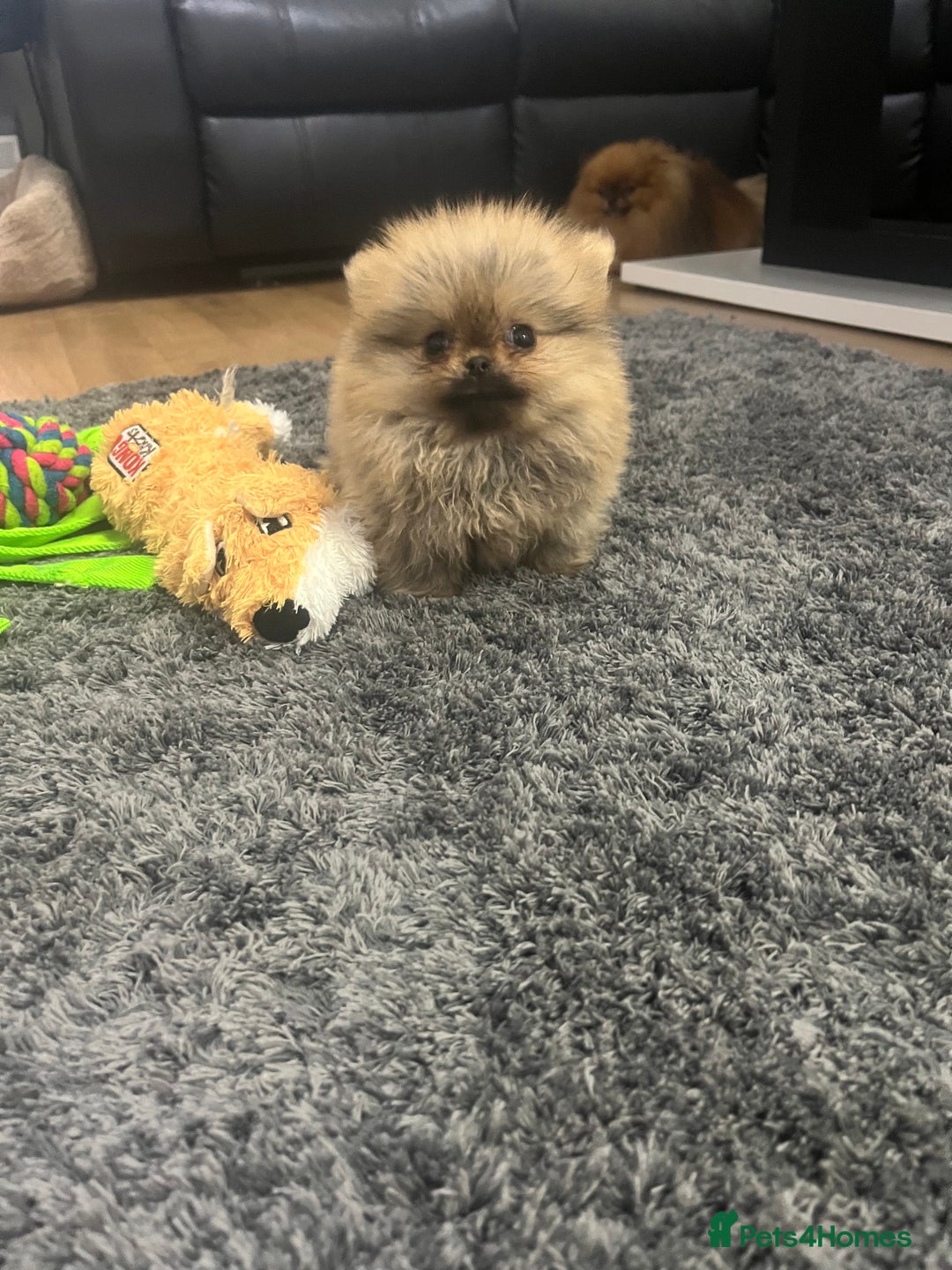 Pomeranian dogs for sale: 🔥Very Tiny(450gr)🧸Top Quality 💎 - Advert 7