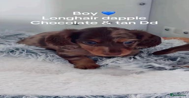 Miniature Dachshund dogs - Advert 8