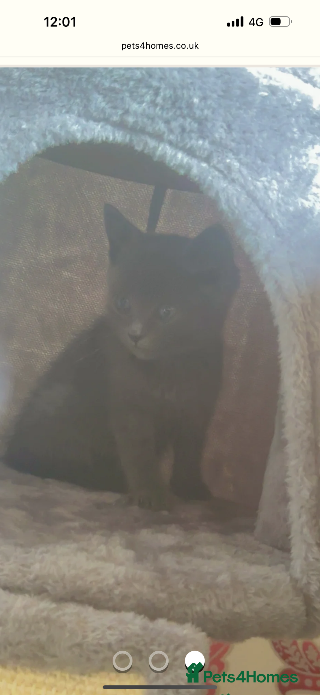 British Shorthair cats for sale: Male BritishShort Hair  - Image 1