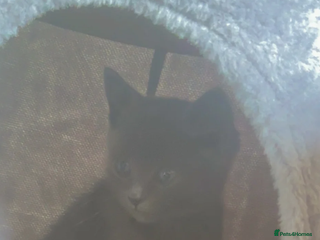 British Shorthair cats - Advert 10