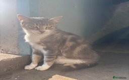 Mixed Breed cats for sale: 5 Gorgeous Kittens  - Image 7