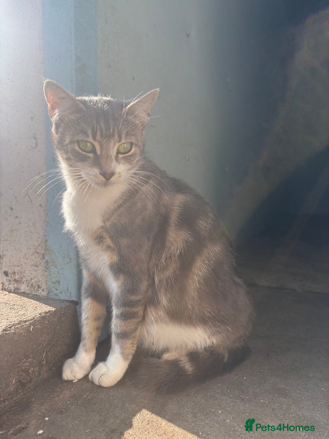 Mixed Breed cats for sale: 5 Gorgeous Kittens  - Image 7