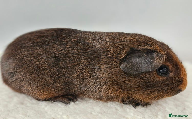 Guinea Pig rodents in Faringdon - Advert 11