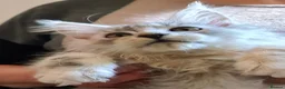 Maine Coon cats for sale: ❤️𝕾𝖙𝖚𝖓𝖓𝖎𝖓𝖌❤️ Maine Coon Kittens Ready - Advert 8