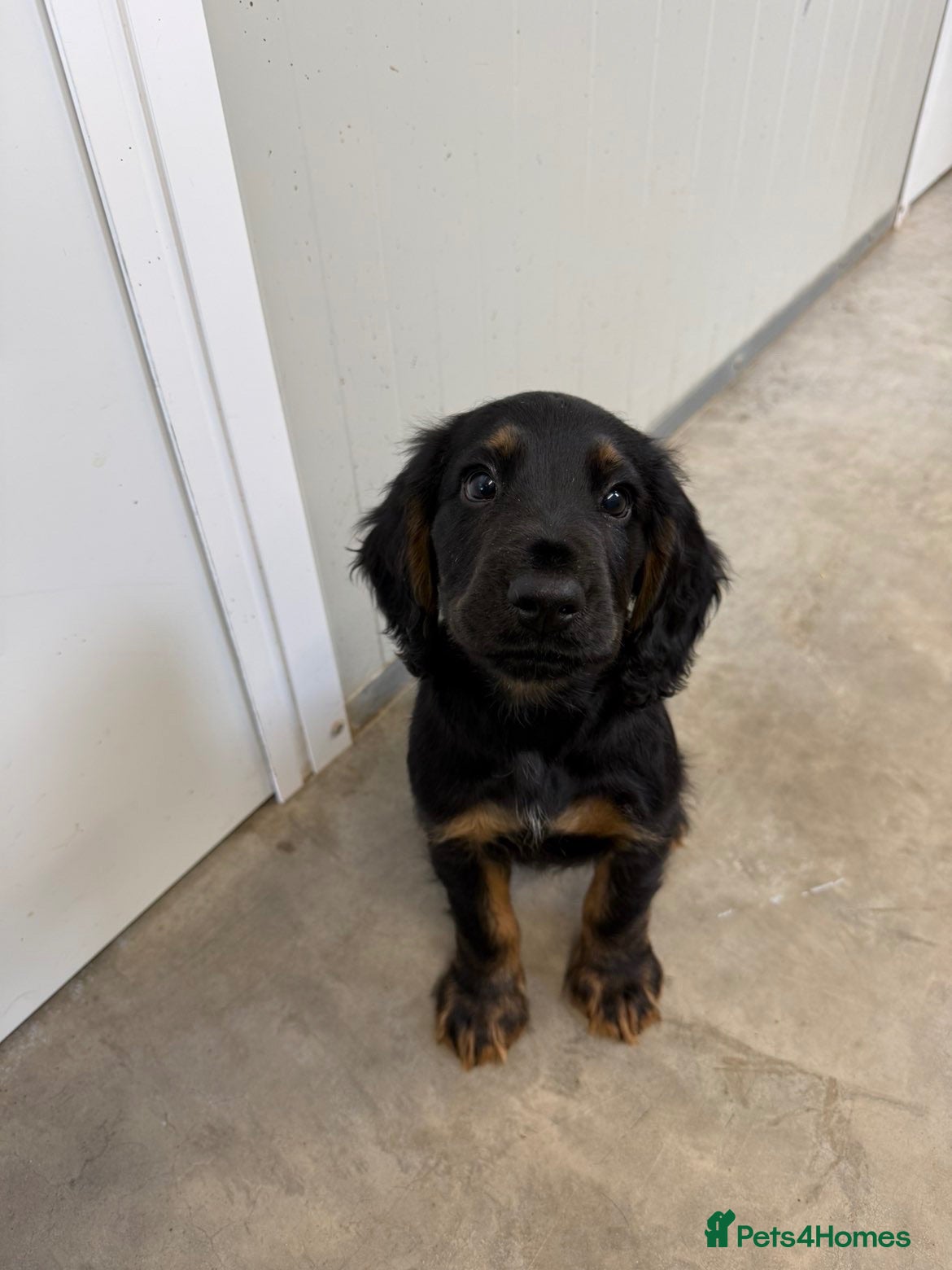 Cocker Spaniel dogs One Boy Left 🩵Working Cocker Spaniel Puppies  - Advert 1