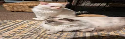 Ragdoll cats for sale: Pedigree dna tested ragdoll kittens - Advert 1