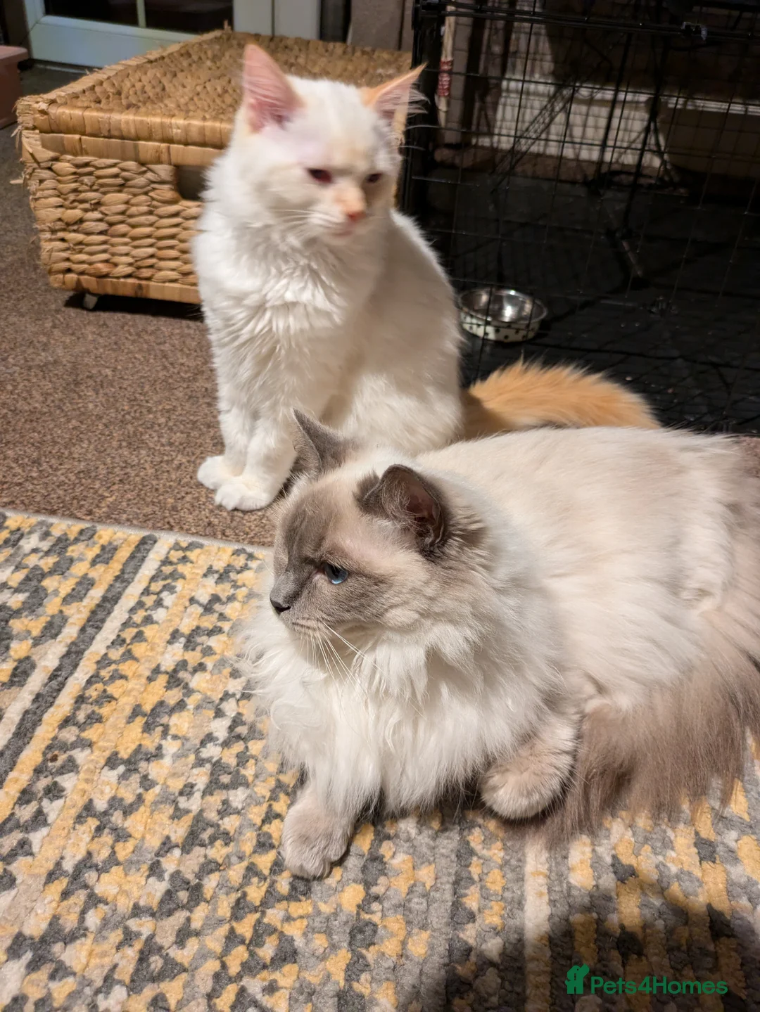 Ragdoll cats for sale: Pedigree dna tested ragdoll kittens - Advert 1