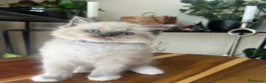 Ragdoll 6