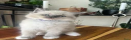 Ragdoll cats for sale: Adorable Purebred Ragdoll Kittens in Brough - Advert 3