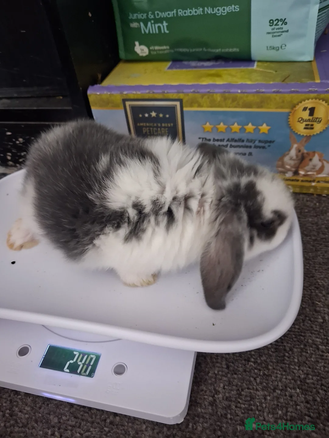 Mini Lop rabbits for sale: Baby purebred mini lops  - Advert 2